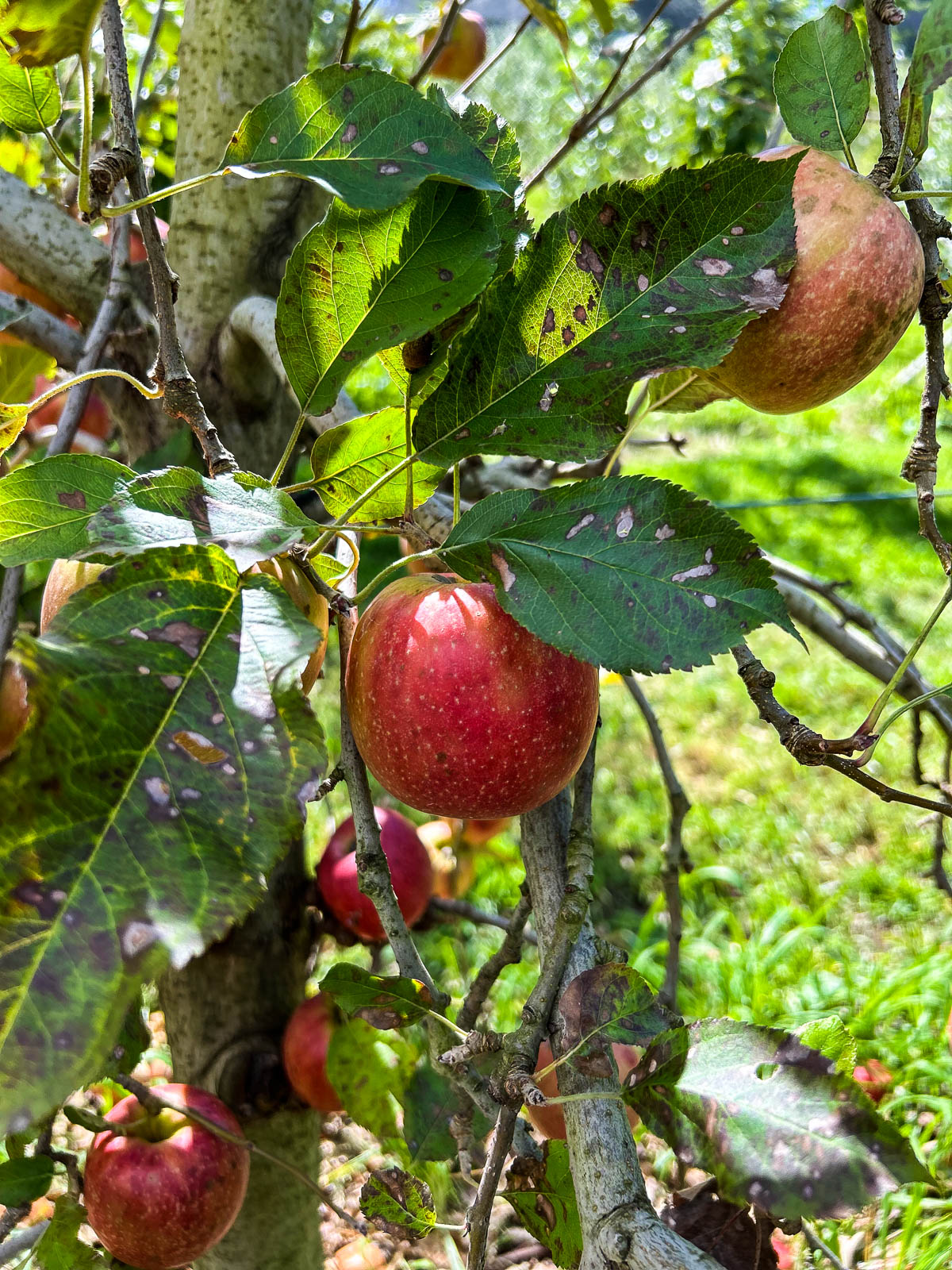 Day trip itinerary for apple picking in Bilpin